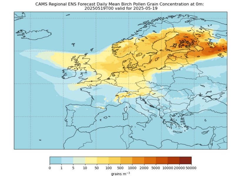 Daily mean of CAMS regional ensemble forecast of birch pollen grain concentrations initialized at 00 UTC and valid for 19 May CAMS