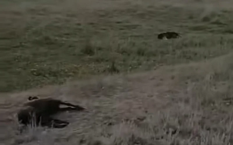 Массовый падеж овец зафиксирован в Карагандинской области