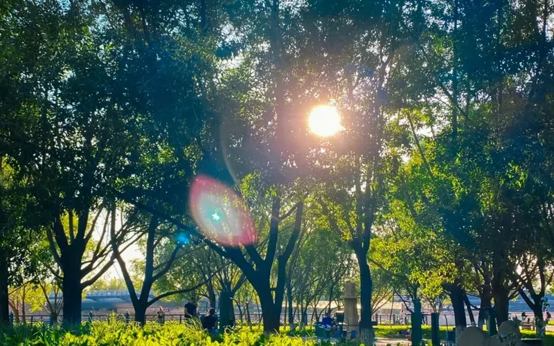 лето, погода, природа, цветы, тюльпаны, ботанический сад, парк