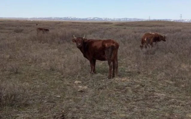 КРС, скот, коровы