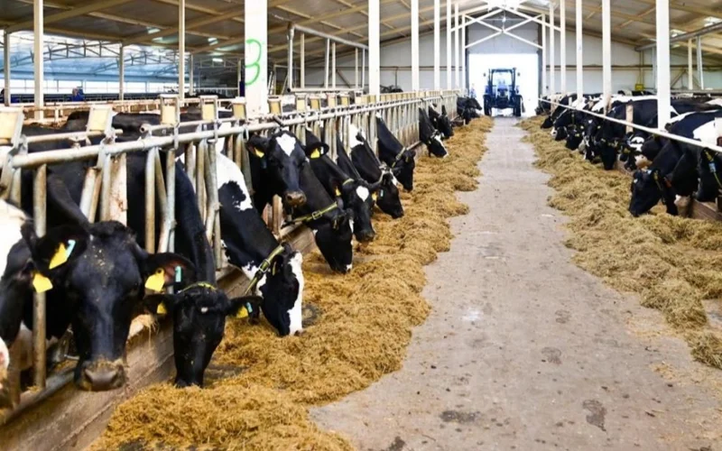 скот, КРС, коровы