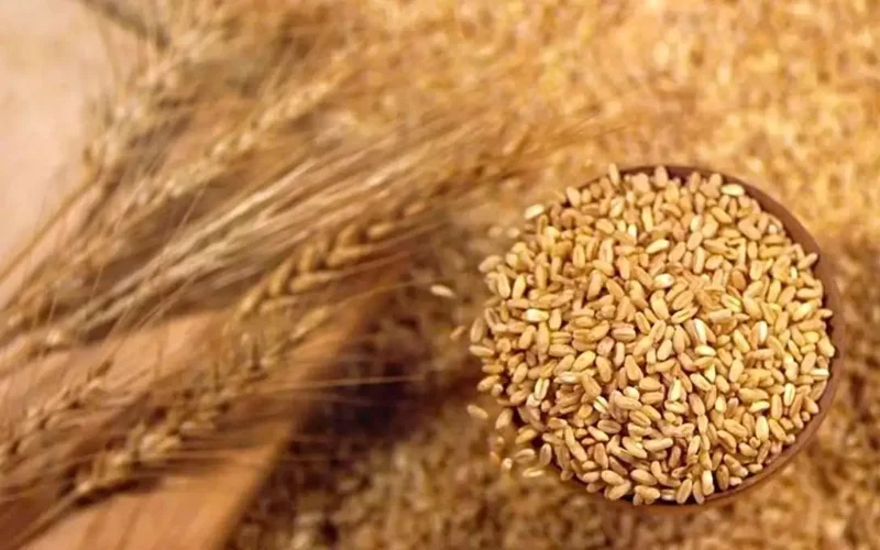 Kazakhstan boosts grain exports by 58.4%