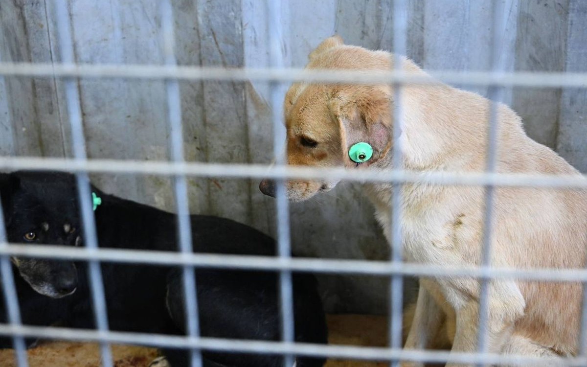 Жануарларды өлтіргендер бес жылға сотталуы мүмкін