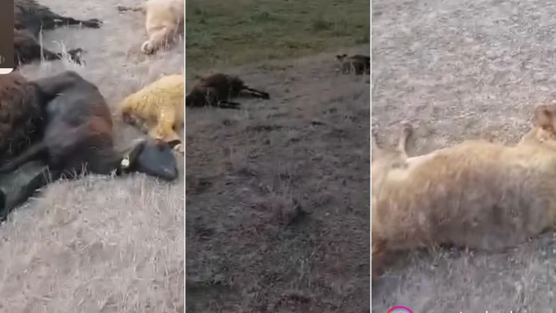 Қарағанды облысындағы кентте мал қарылып жатыр