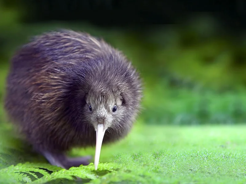 Rare 'kiwi' found in New Zealand for first time in 50 years