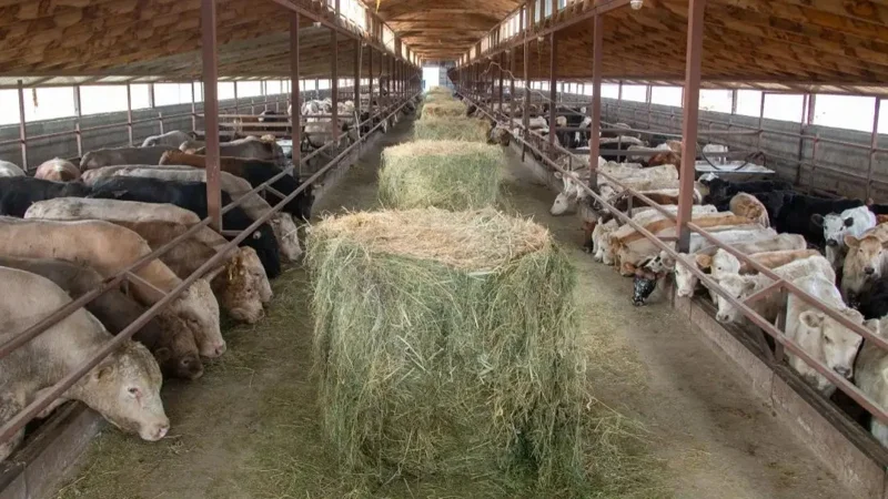 6 Kazakh companies ready to export meat and livestock to Jordan
