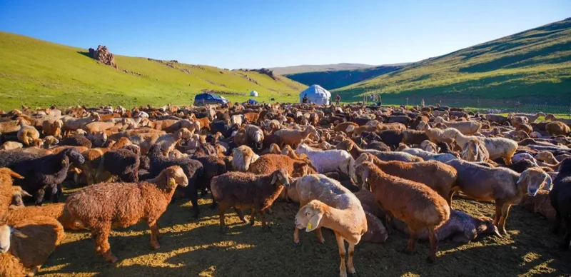 Өзбекстан екі жылда Моңғолиядан 100 мың бас ұсақ мал сатып алуға ниетті