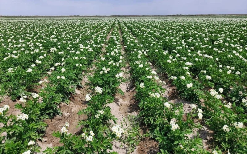 егіс, көкніс, дақыл