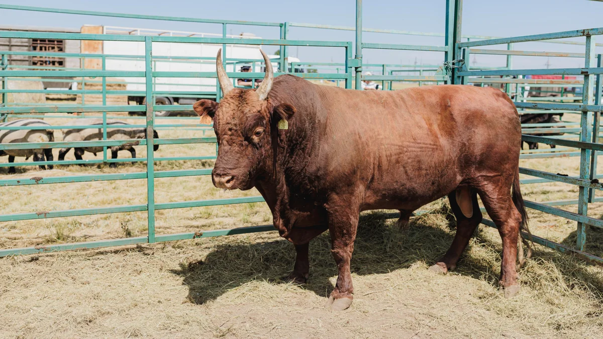 Ана қызы секс