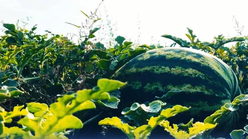 Аграрии Жамбылской области собирают первый урожай арбузов