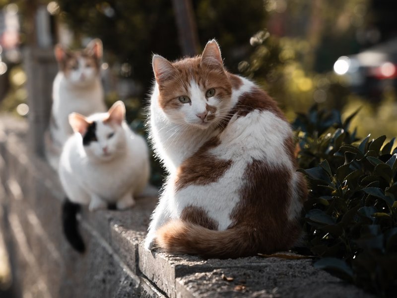 Cats