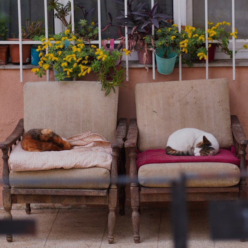 Cats