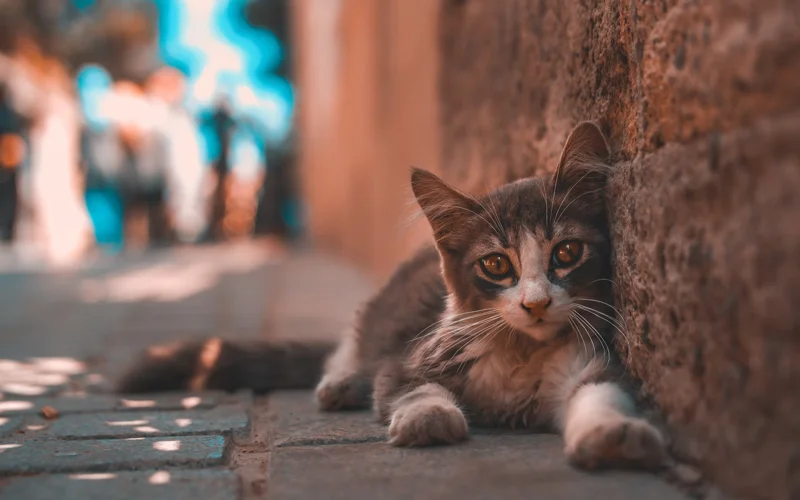 A cat