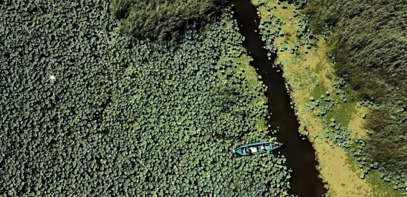 В Атырауской области пройдет международный фестиваль цветения лотосов