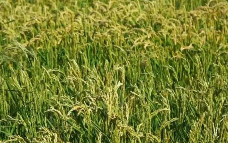 рисовые поля