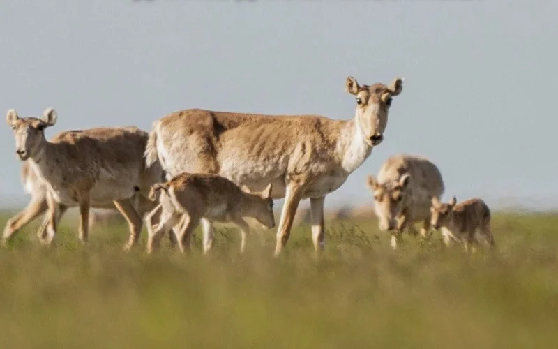 Uzbek Ministry of Ecology initiates relocation of saigas from Kazakhstan to Uzbekistan 