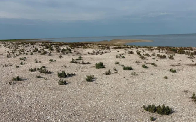 Гибель птиц в природном резервате «Акжайык»: устанавливается точная причина