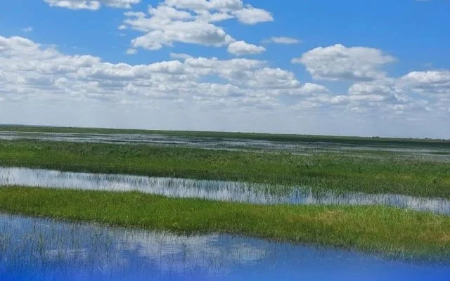 sý