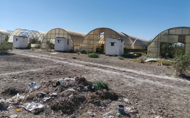 Qyzylordada qańyrap qalǵan 120 jylyjaı - qateliktiń «jemisi» me