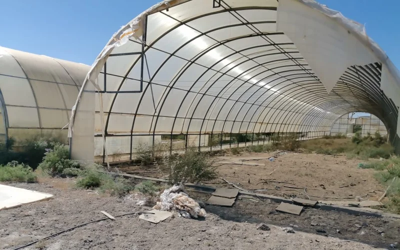 Миллионы на ветер: 120 теплиц в Кызылорде заросли бурьяном