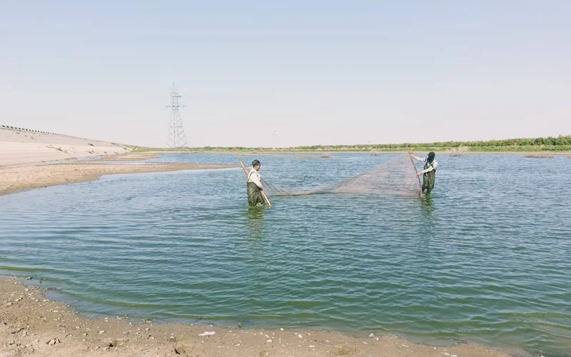 Более 34,5 млн мальков рыбы спасли в Жайык-Каспийском бассейне 