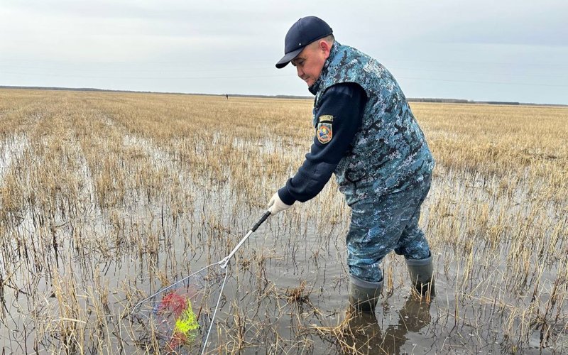 Жайық-Каспий бассейнінде 34,5 млн-нан астам шабақ құтқарылып, табиғи ортаға жіберілді