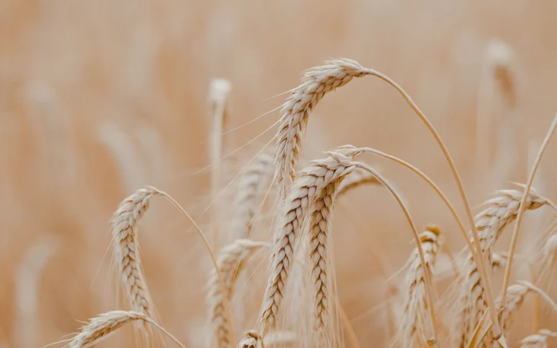 Wheat