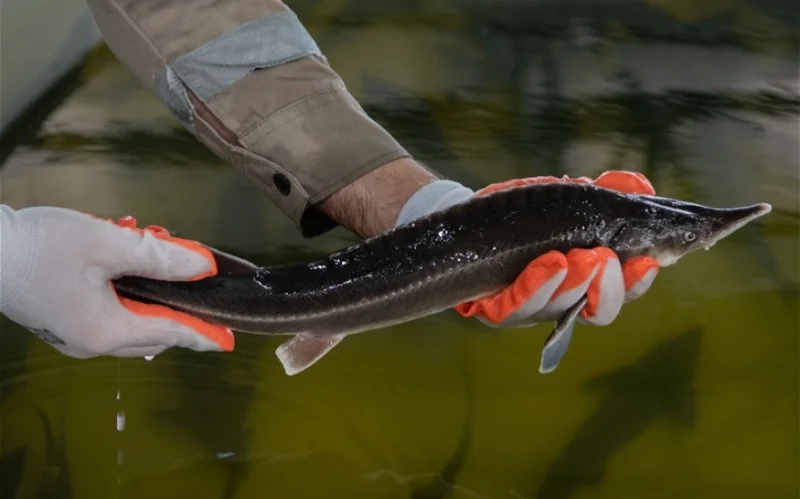 бекіре, балық