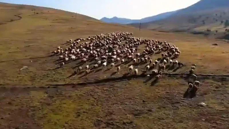 асыл тұқымды қой