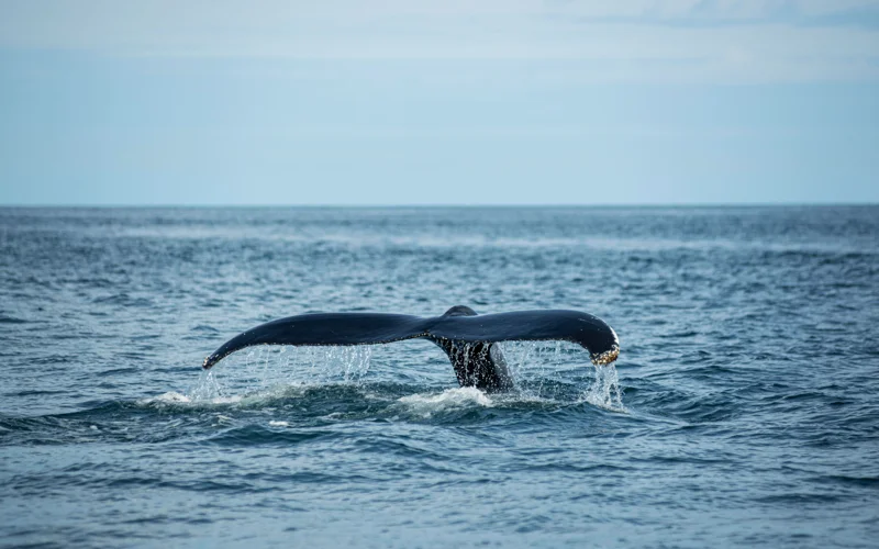 Humpback whales lose over 36% of body fat during annual migrations