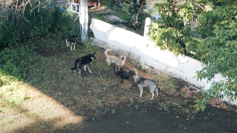 «Таза қала» приехал Аксай