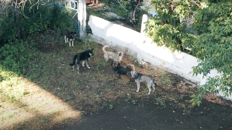 қаңғыбас иттер