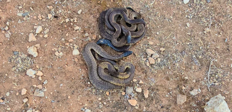 72 cobras released into wild spark controversy among residents of Libya's Derna 