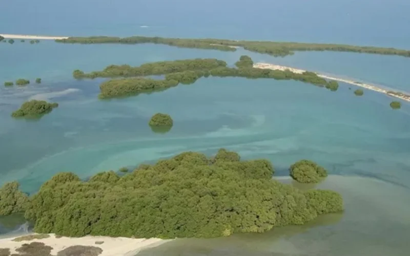 БАӘ 100 миллион мангр ағашын отырғызбақ