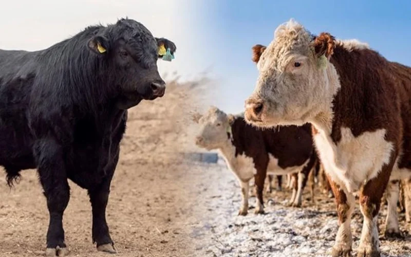 мал шаруашылығы, бордақылау алаңы