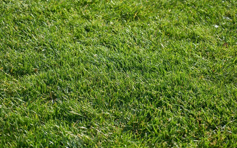 газон, трава, зелень