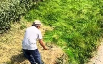 Алматыда қураған шөп жасыл түске боялып жатыр