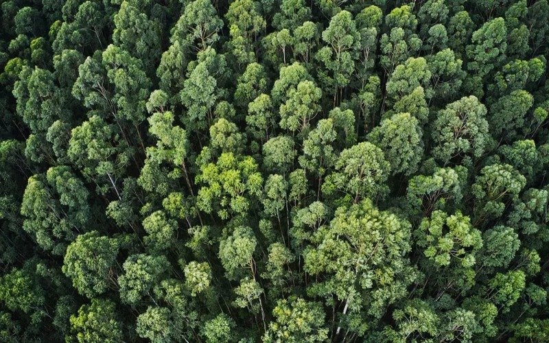 Brazil launches large-scale forest restoration system in Atlantic Forest