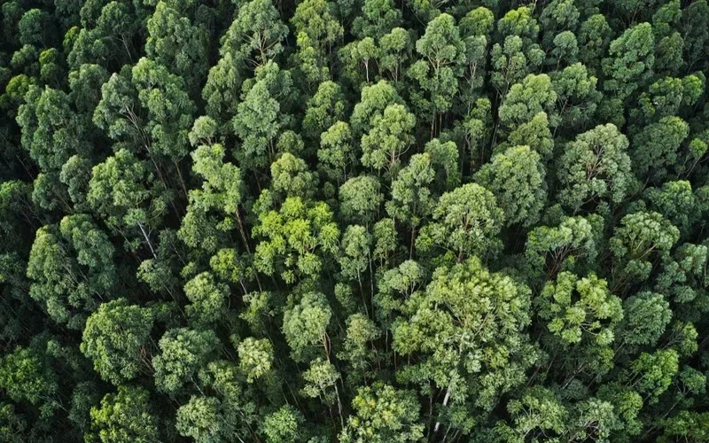 700M trees planted in one-day campaign in Ethiopia 