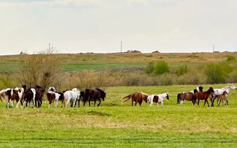 скот, лошади