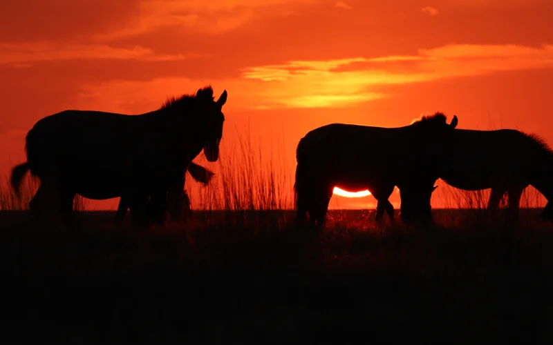 Как адаптация влияет на репродукцию лошадей Пржевальского