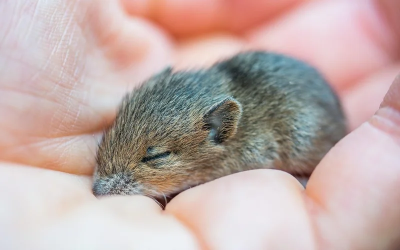 Brazil officially bans cosmetics testing on animals