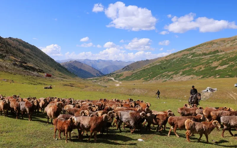 Baqtashylar Altaı qoıyn qazaqtyń kóshi-qon dástúrimen baǵady — sheteldegi qazaq baspasózi