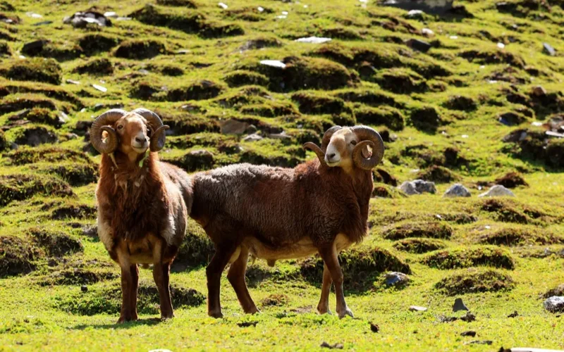 Бақташылар Алтай қойын қазақтың көші-қон дәстүрімен бағады — шетелдегі қазақ баспасөзі