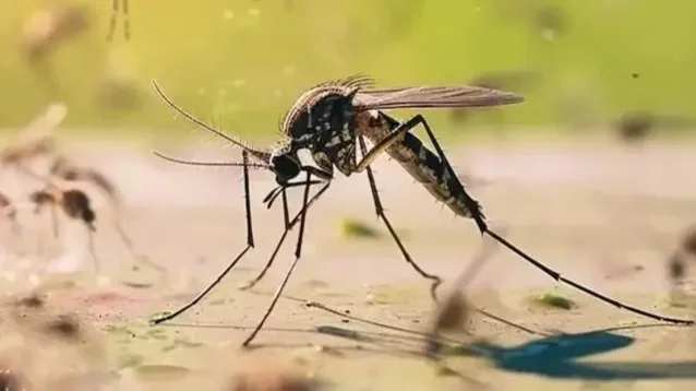 Функцию оповещения о вирусе чикунгунья внедрили на юге Китая