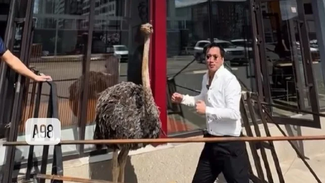 Елордалық кәсіпкер донер жарнамалау үшін түйеқұс сатып алған 