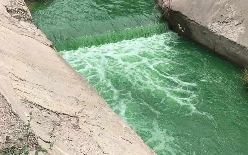 река Каргалы позеленела