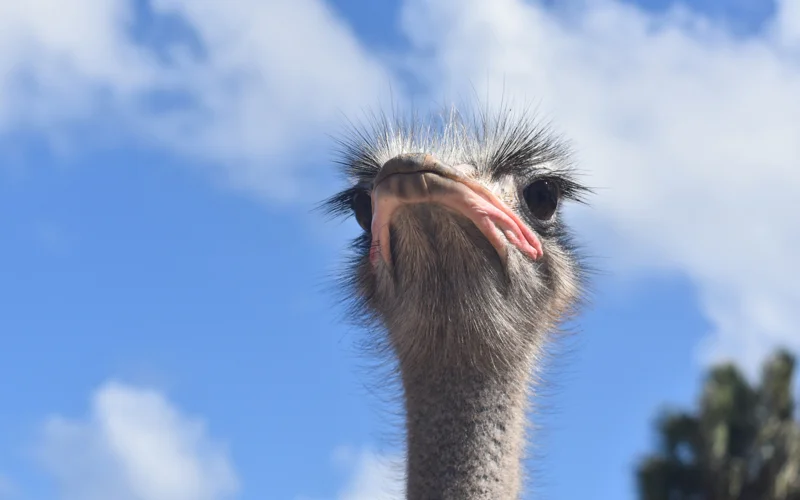 страус