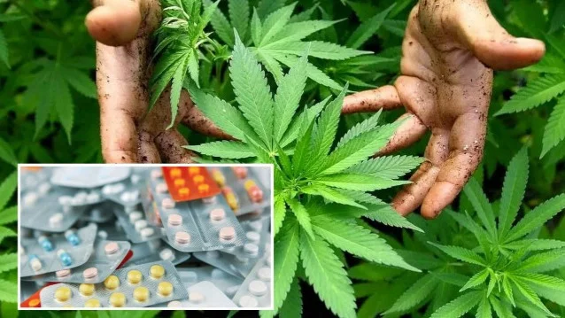 Турция одобрила медицинский каннабис: при каких заболеваниях его будут назначать