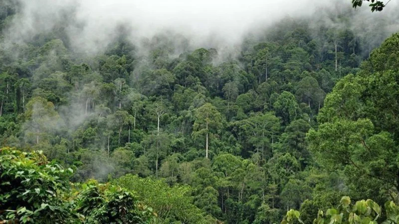 India lost 18 km2 of forest for every km2 gained between 2015-2019: Study